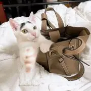 Y⭐︎の画像