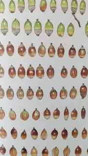 POULAINの画像