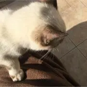 ムッチ