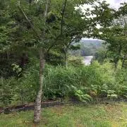 マサシの画像