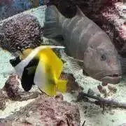ヘックの画像