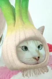 poma-maの画像