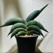 トリあんの画像