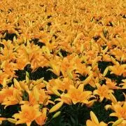 たまちゃん