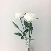 yの画像
