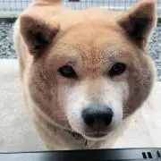 さくの画像