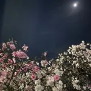Q 平日発送の画像