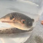 海ひろしの画像