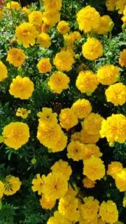 Fifi