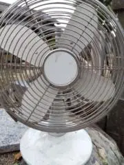 みるちゃんの画像