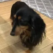 たまころの画像