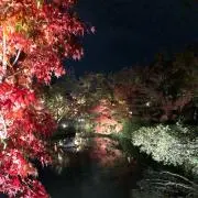 やんの画像