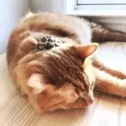 Harukaの画像