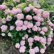 【24時間以内発送】☆kiitos☆の画像