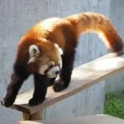 ルーの画像
