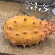 オイガツオの画像