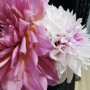 きゃなの画像