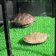 日光向太の画像