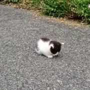 お茶の画像