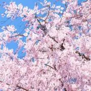 Suzuの画像