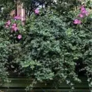 BS221の画像