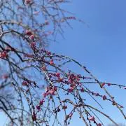 双子ママの画像