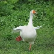 JKになりたいな