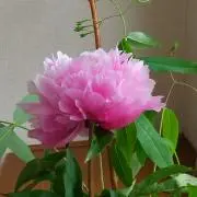 YUZURUの画像