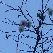 さくら