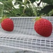 いちぽんの画像
