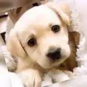 hapee