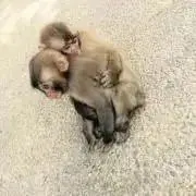 幼児子育て中の画像