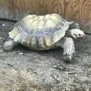 まめぞうの画像