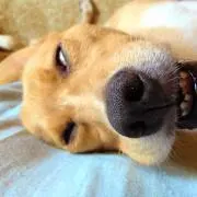 節子