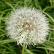 remonの画像