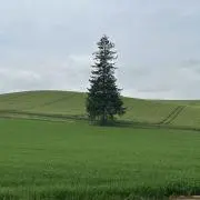 きなこの画像