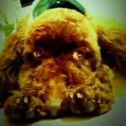 Rickieの画像