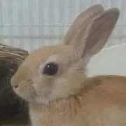 ともとも