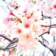 花々※全品匿名発送の画像