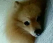 ナスリ