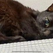 みけの画像