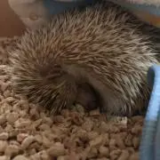 タケシ