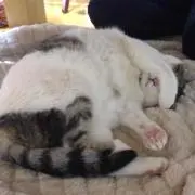 ねこすけ