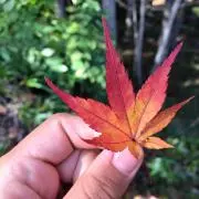 まんまみーあ☆の画像