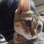 ゆりかの画像