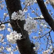 michoの画像