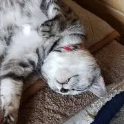 ネネままの画像