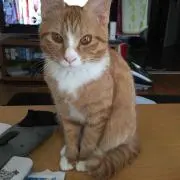 みゅうママの画像