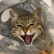 にわこの画像