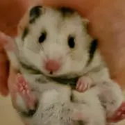 きょこぺんの画像